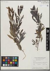 Foto von Salix gracilis Andersson